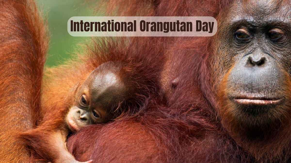 International Orangutan Day 2023: Know Here about Date, History, Significance, Species Types.
