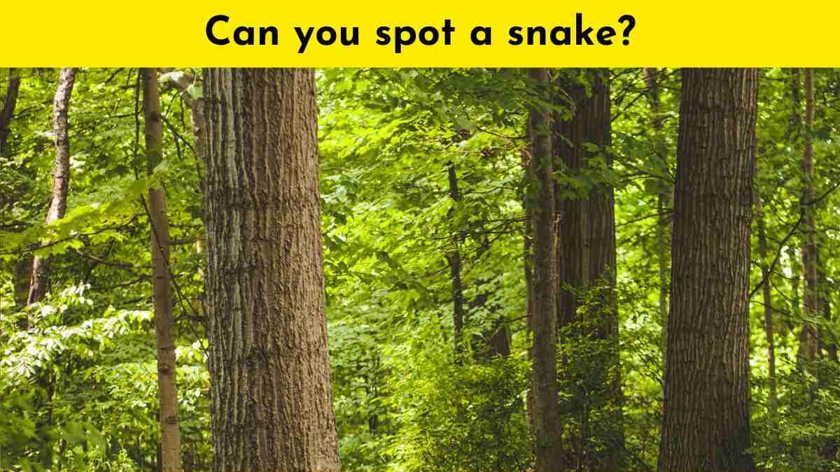 Try to spot the snake in 9 seconds. Will you succeed?