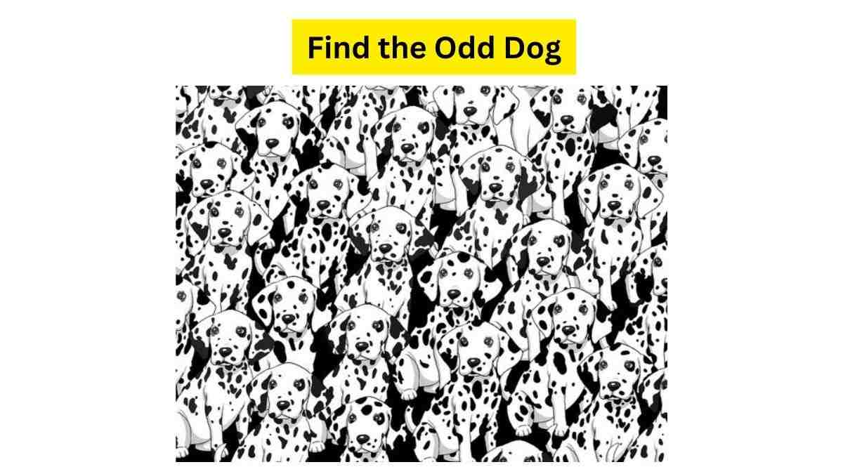Do you see an odd dog here?