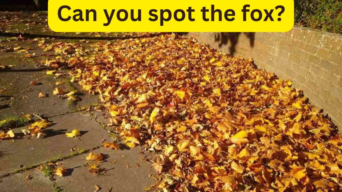 Optical Illusion- Spot the fox in the leaves within 10 seconds. 