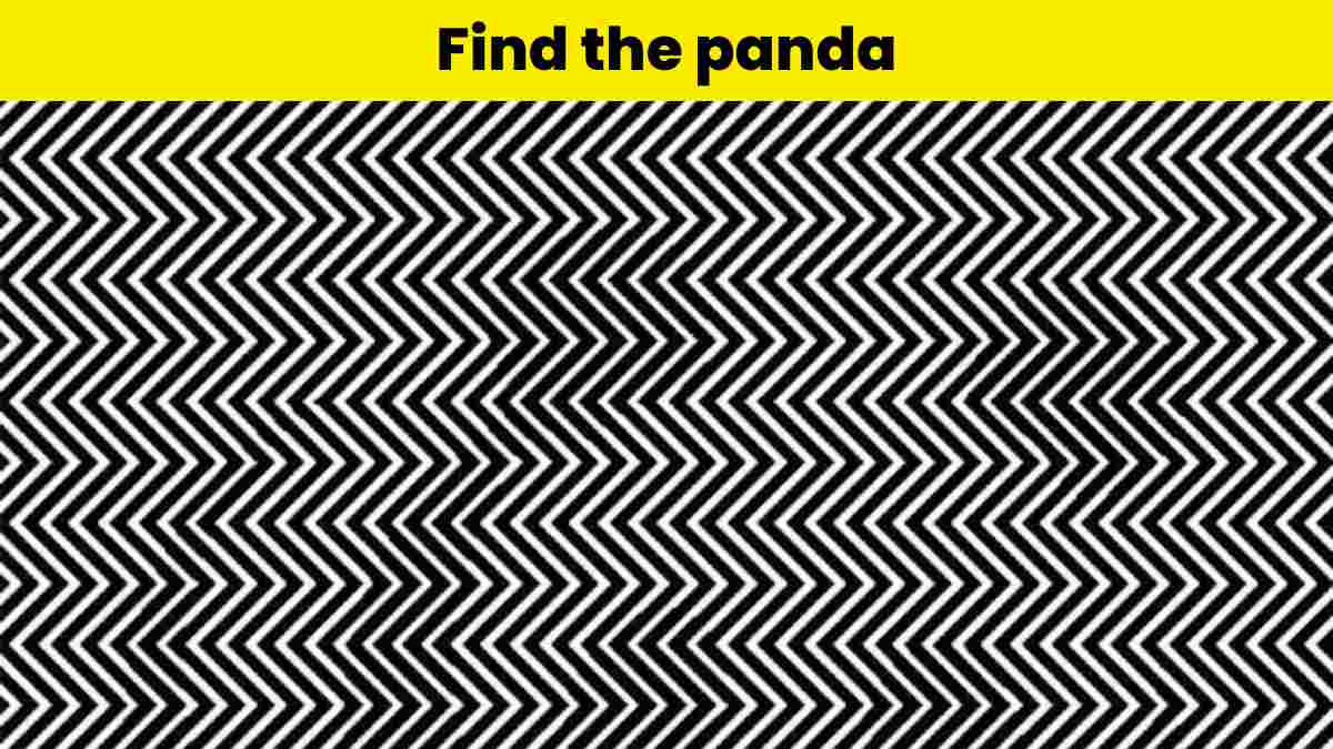 Find the panda in the zigzag lines
