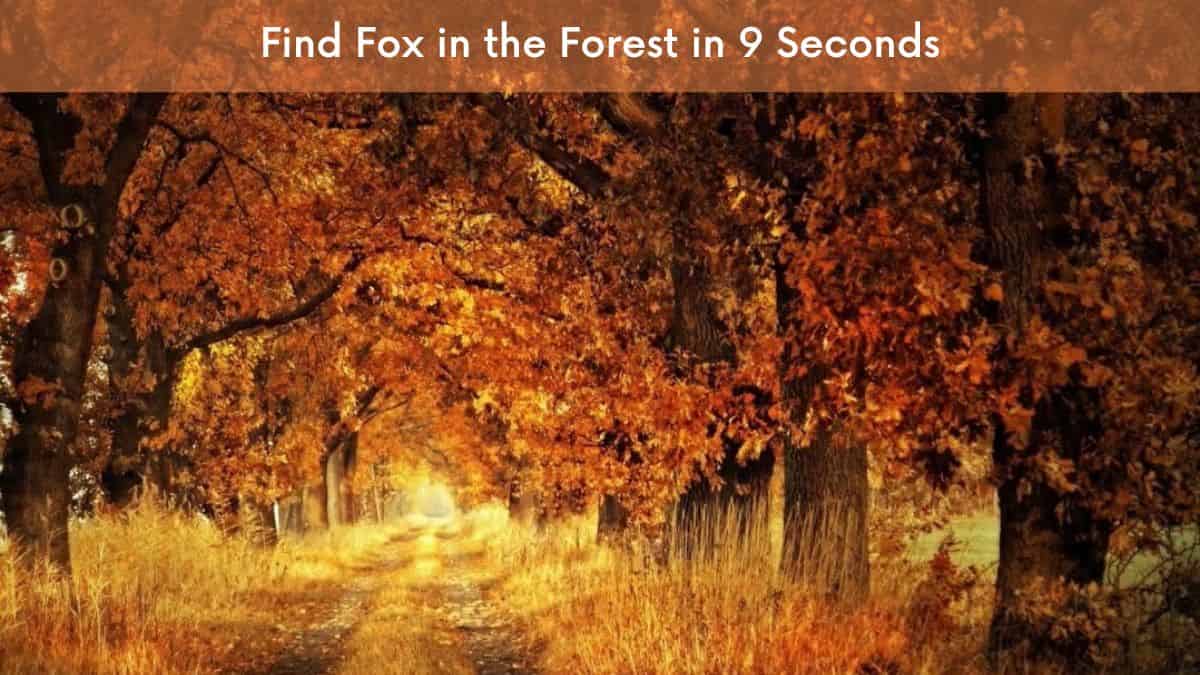 Optical Illusion - Find Fox in the Forest in 9 Seconds