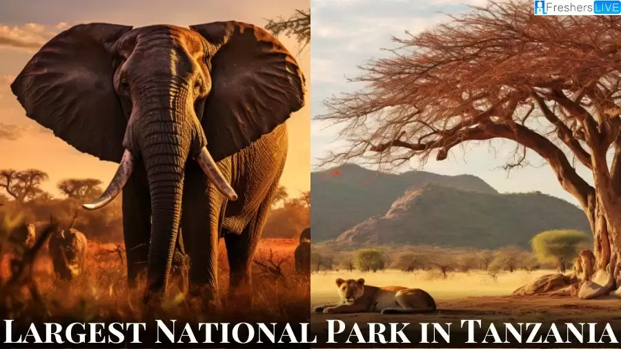 Largest National Park in Tanzania - Top 5 Abundant Wildlife