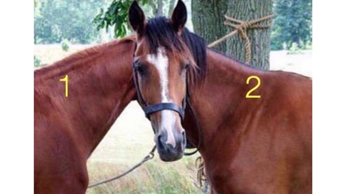 Can You Tell Which Horse The Head Belongs To?