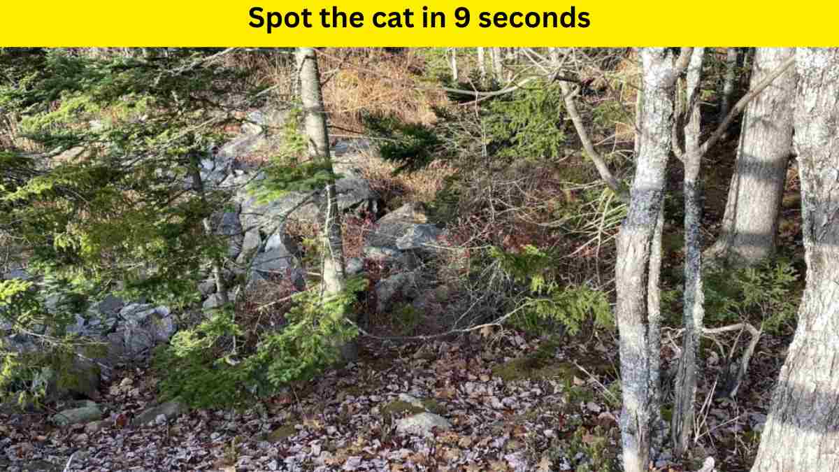 Optical Illusion- Spot the cat in the park within 9 seconds