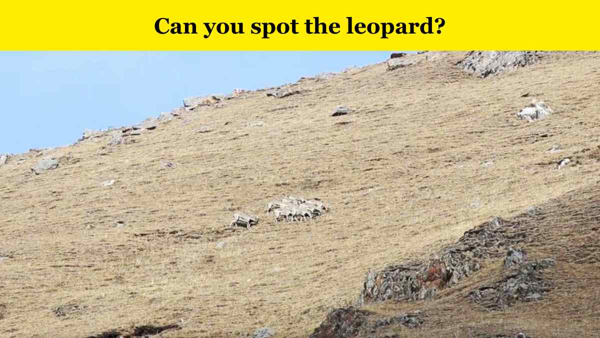 Optical Illusion - Spot the snow leopard in 6 seconds
