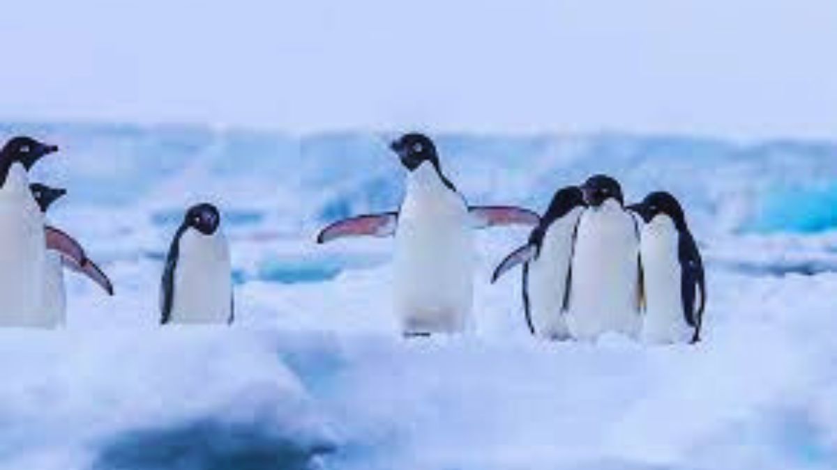 Find the hidden penguin challenge!
