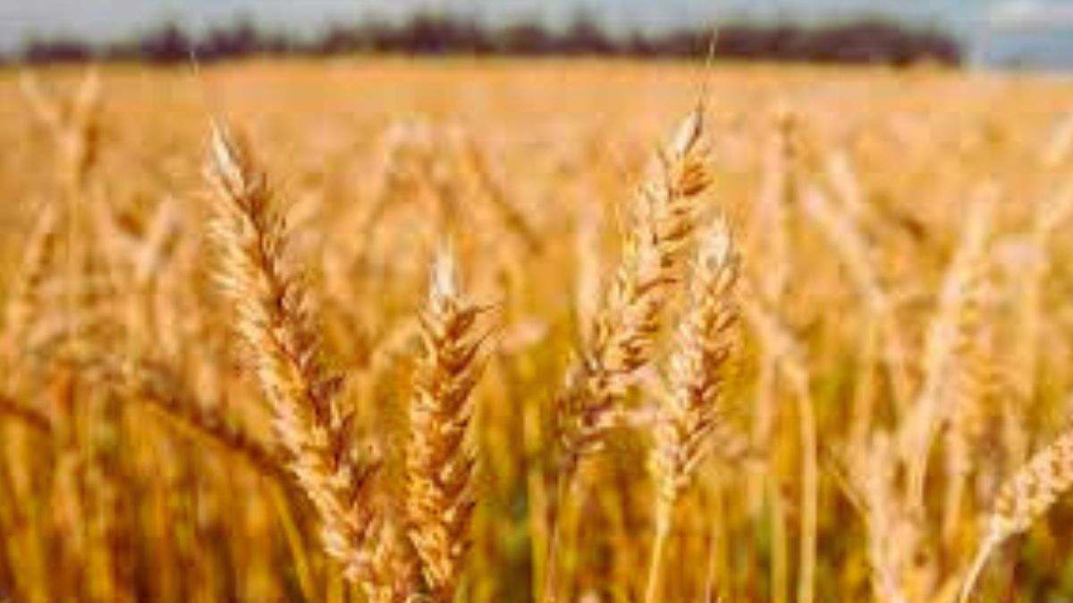 Russia is stepping up as the top wheat exporter of the world!