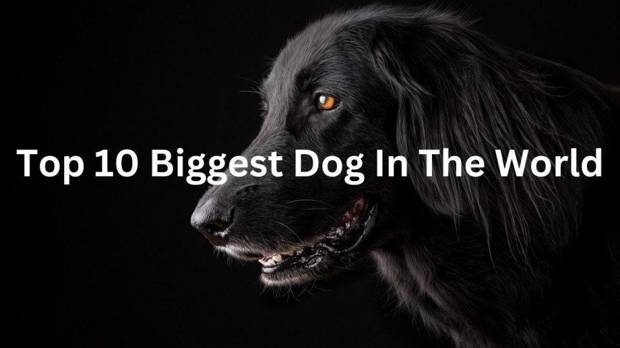 Biggest Dogs in the World that are too Big - Top 10 2023