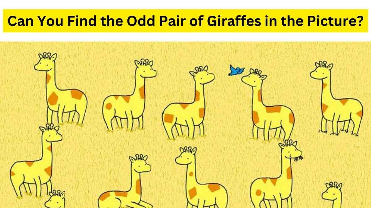 Find a odd giraffe with no pair.