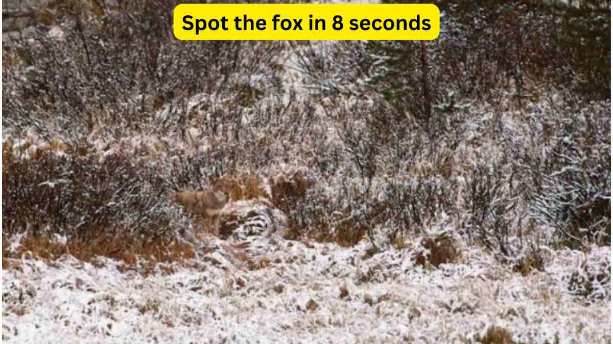 Spot the hidden fox in 8 seconds
