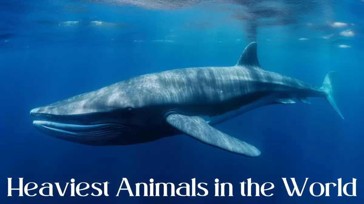 Heaviest Animals in the World - Top 10 Nature