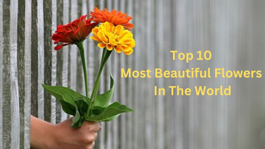 Most Beautiful Flowers in the World [ Top 10 Ranked ]