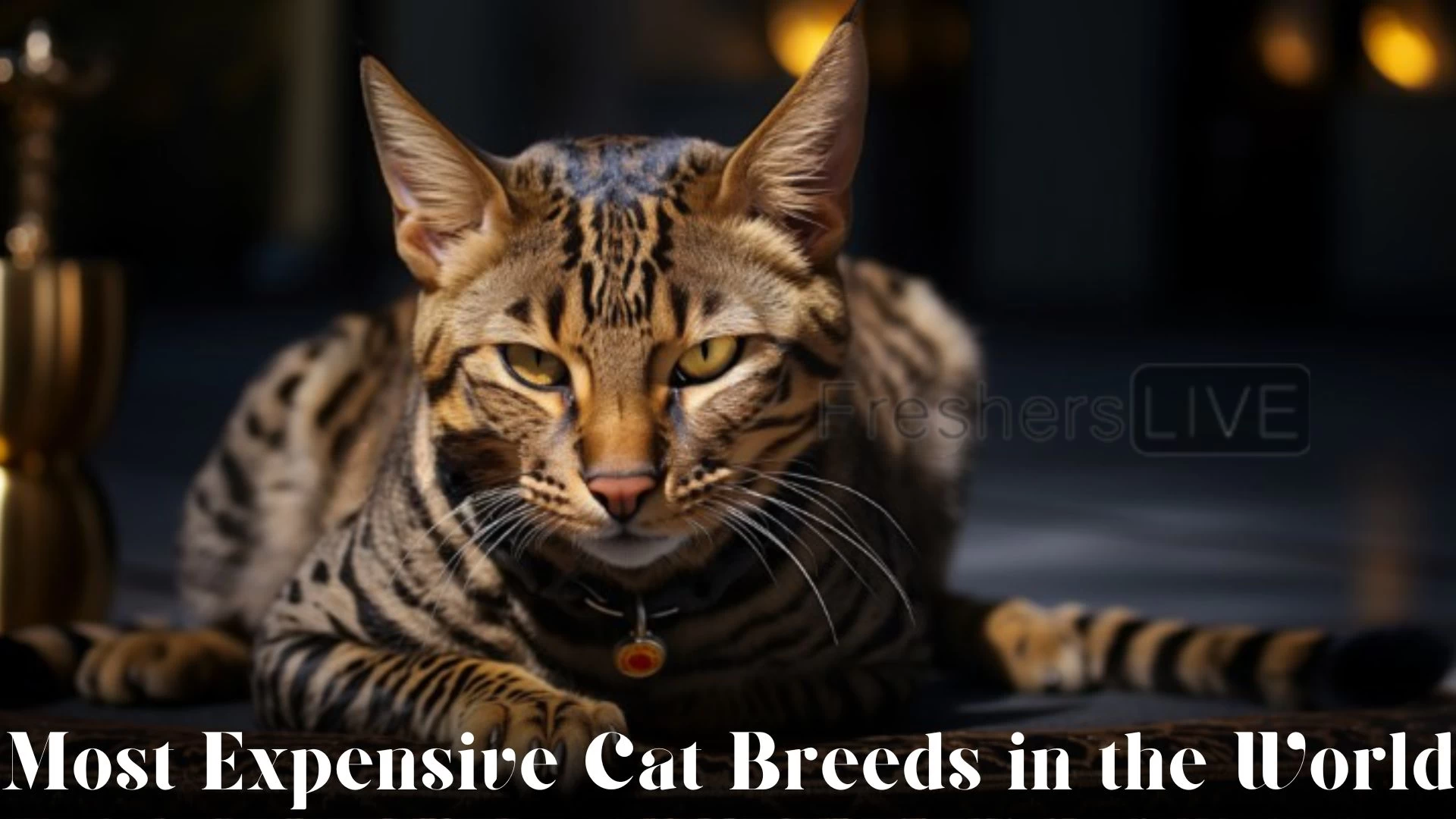 Most Expensive Cat Breeds In The World - Top 10 Prestigious Companions