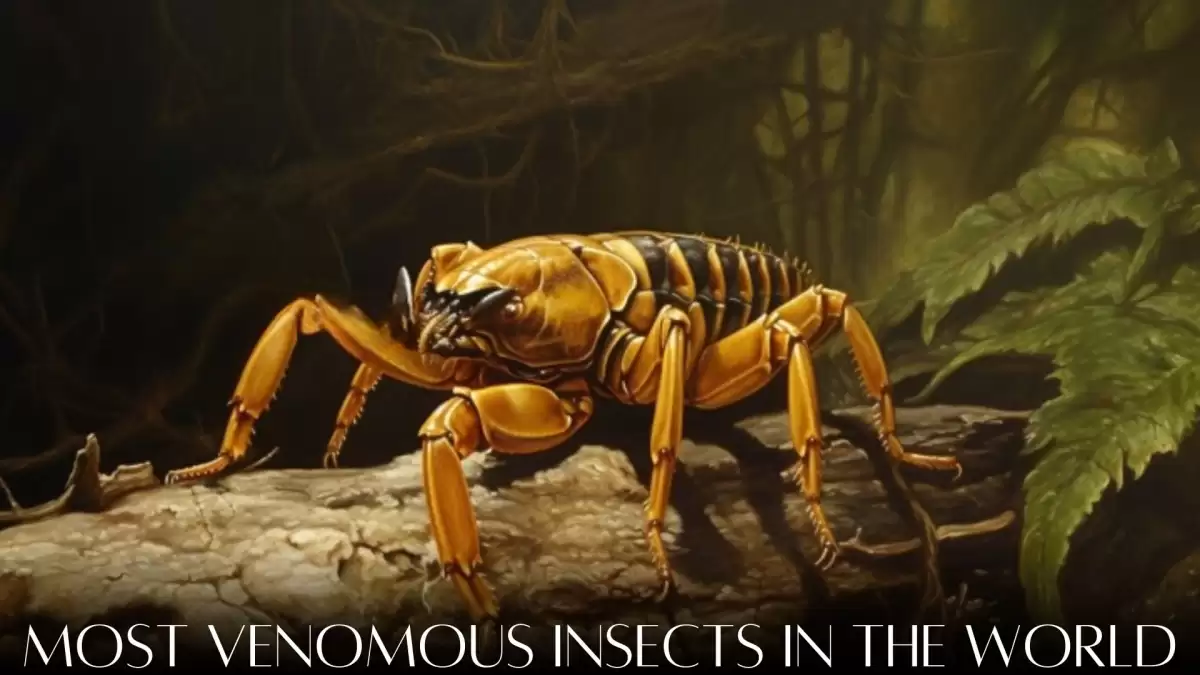 Most Venomous Insects in the World - Top 10 Deadliest Species