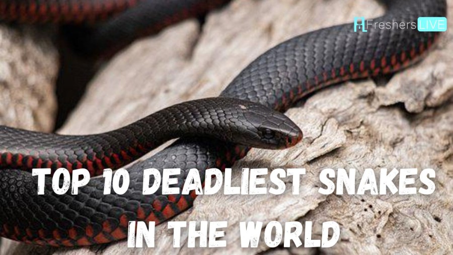 Most Venomous Snakes in the World - 10 Deadliest Snakes