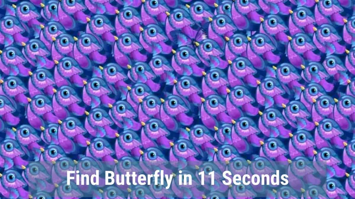 Find Butterfly in 11 Seconds