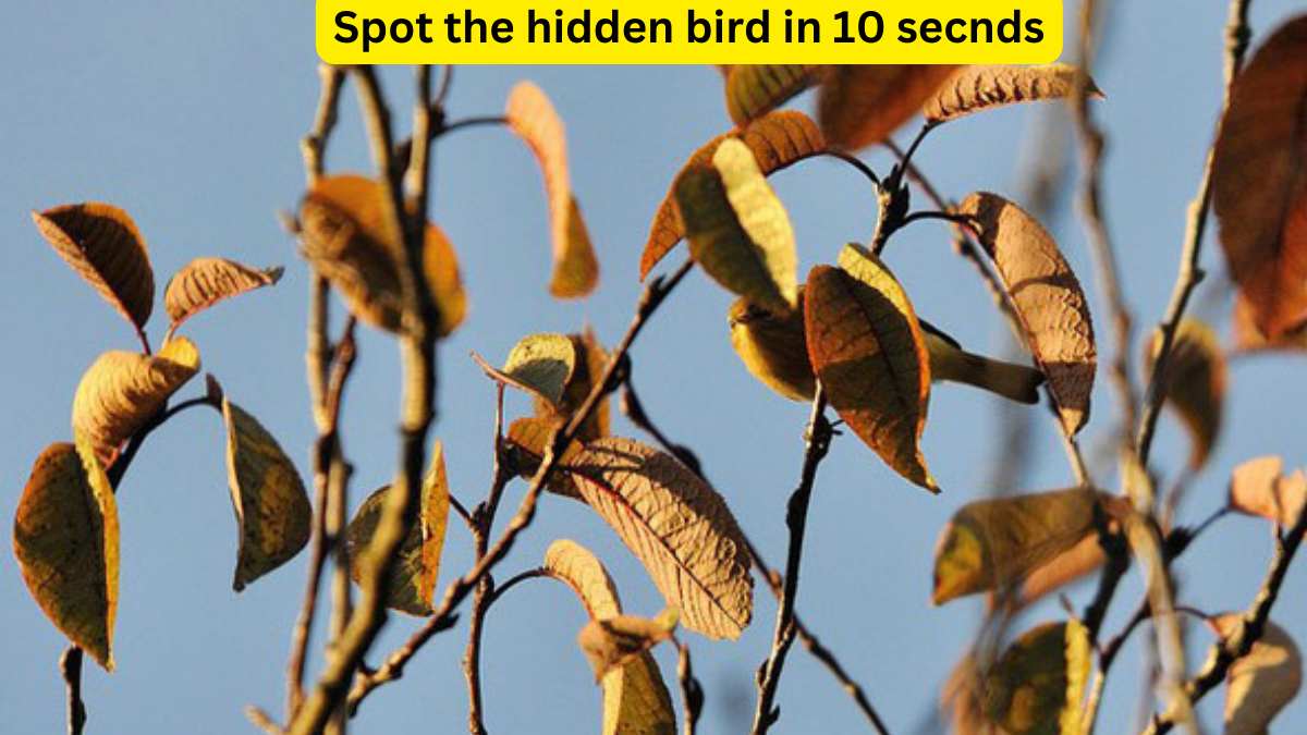 Optical Illusion: Spot the bird in 10 seconds