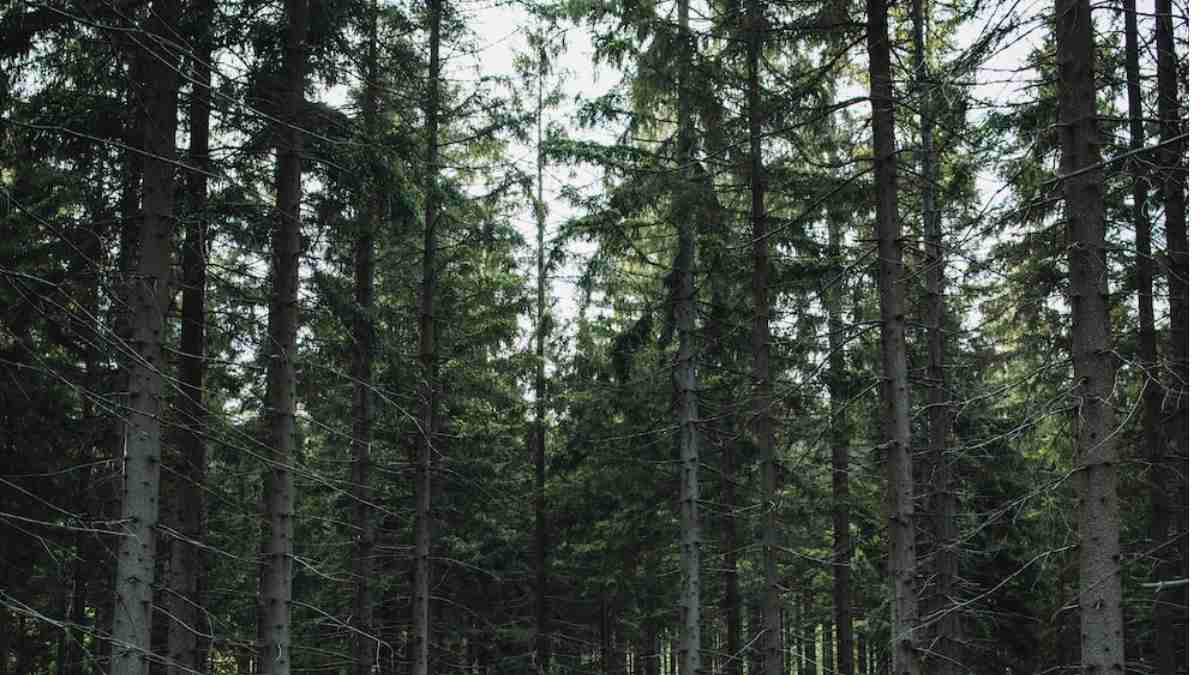 Optical Illusion Challenge: Spot the Bear Prowling in the Forest in 6 Seconds?