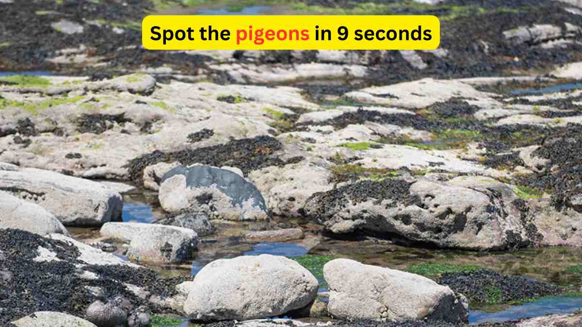 Optical Illusion- Spot the pigeons in the swamp within 9 seconds!