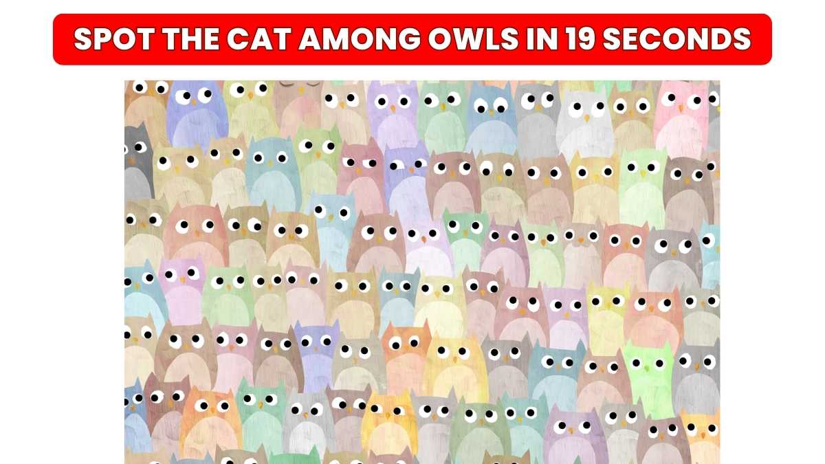 Spot The Cat Hidden Among The Owls in 19 Seconds