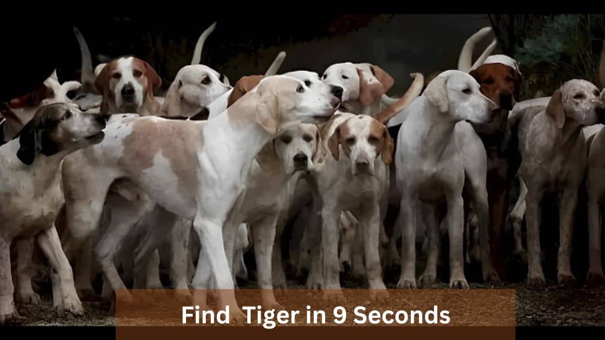 Find Tiger in 9 Seconds