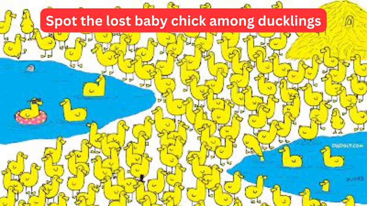 ptical Illusion Test- Spot the baby chicken lost among ducklings in 8 seconds