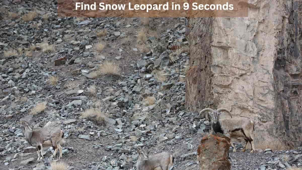 Find Snow Leopard in 9 Seconds