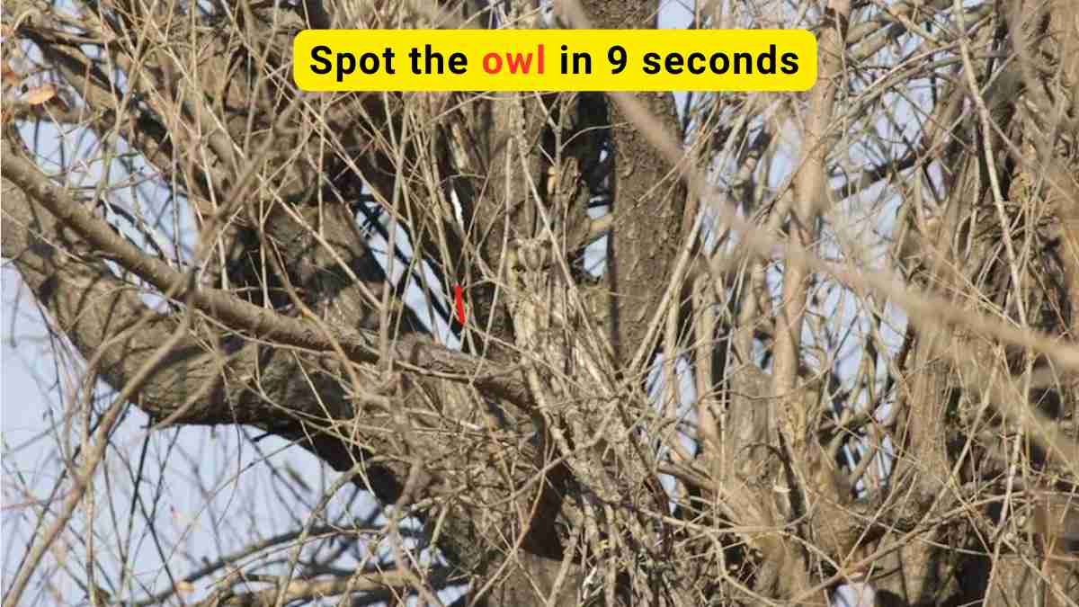 Optical Illusion for IQ Test Only the most attentive observer can spot the owl in the woods in 9 seconds