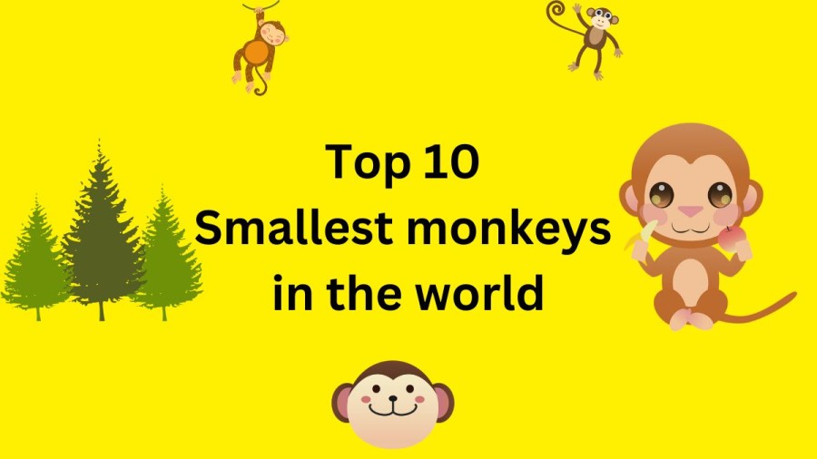 Smallest Monkey Breeds - Top 10 ( Meet the Finger-sized Miniature Monkeys)