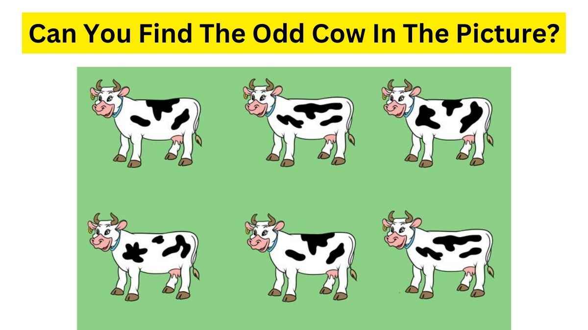 Do you see something strange about these cows?