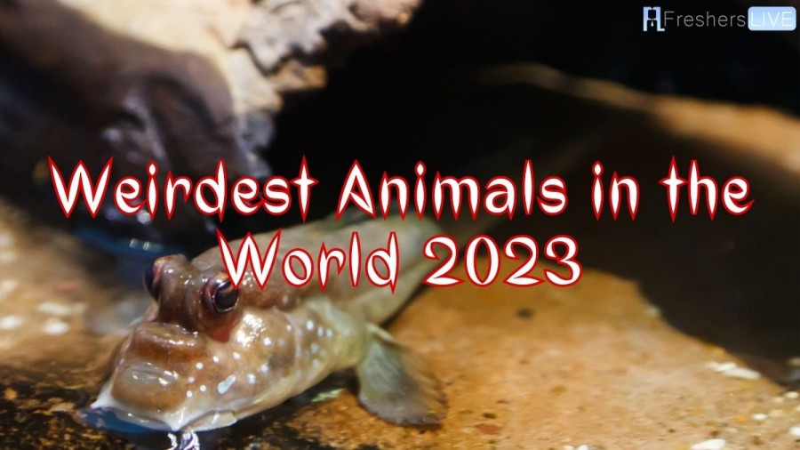 Weirdest Animals in the World 2023 - Top 10 (That Actually Exist)