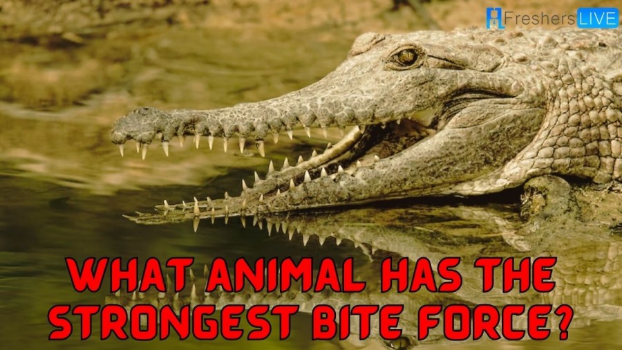 What Animal has the Strongest Bite Force? [Top 10 List With PSI]