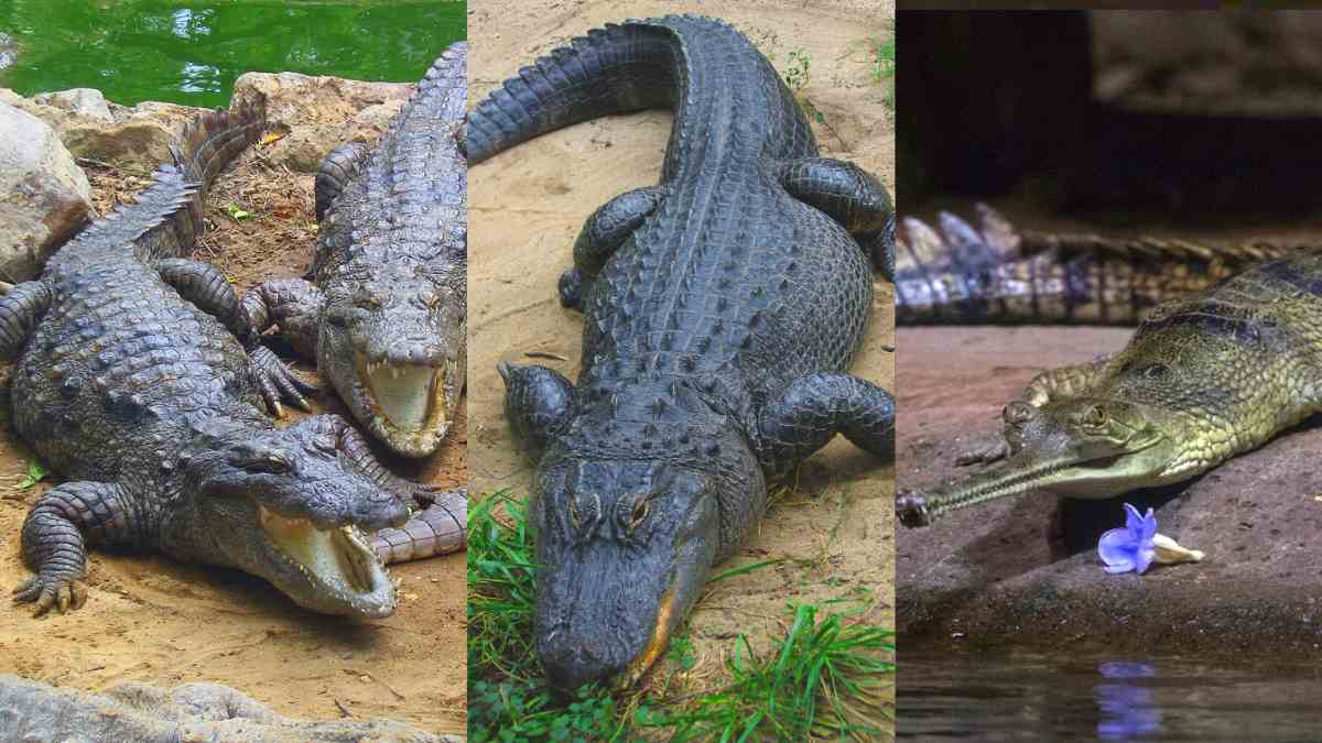 What Is The Difference Between Crocodiles, Alligators, And Gharials?