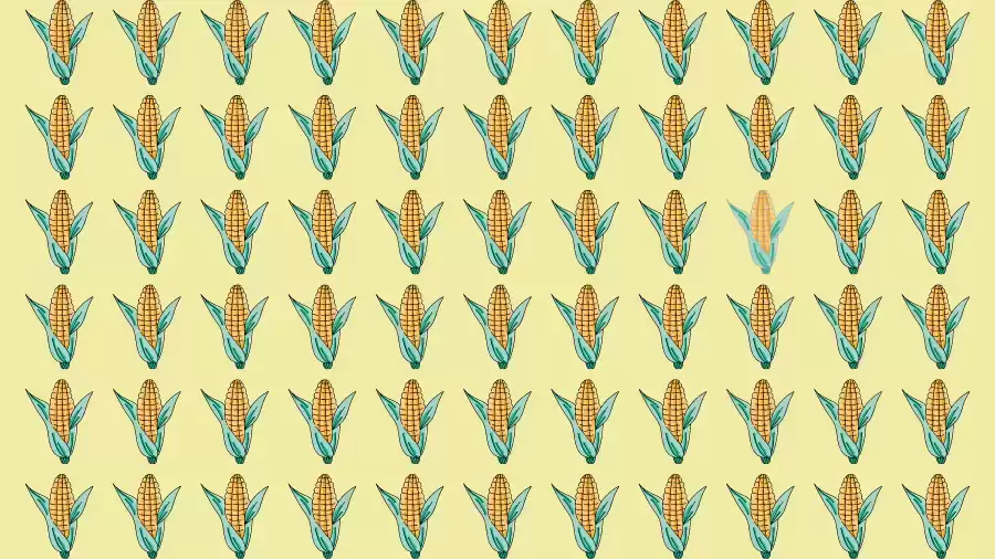 Optical Illusion Brain Test: If you have Eagle Eyes find the Odd Corn in 8 Seconds
