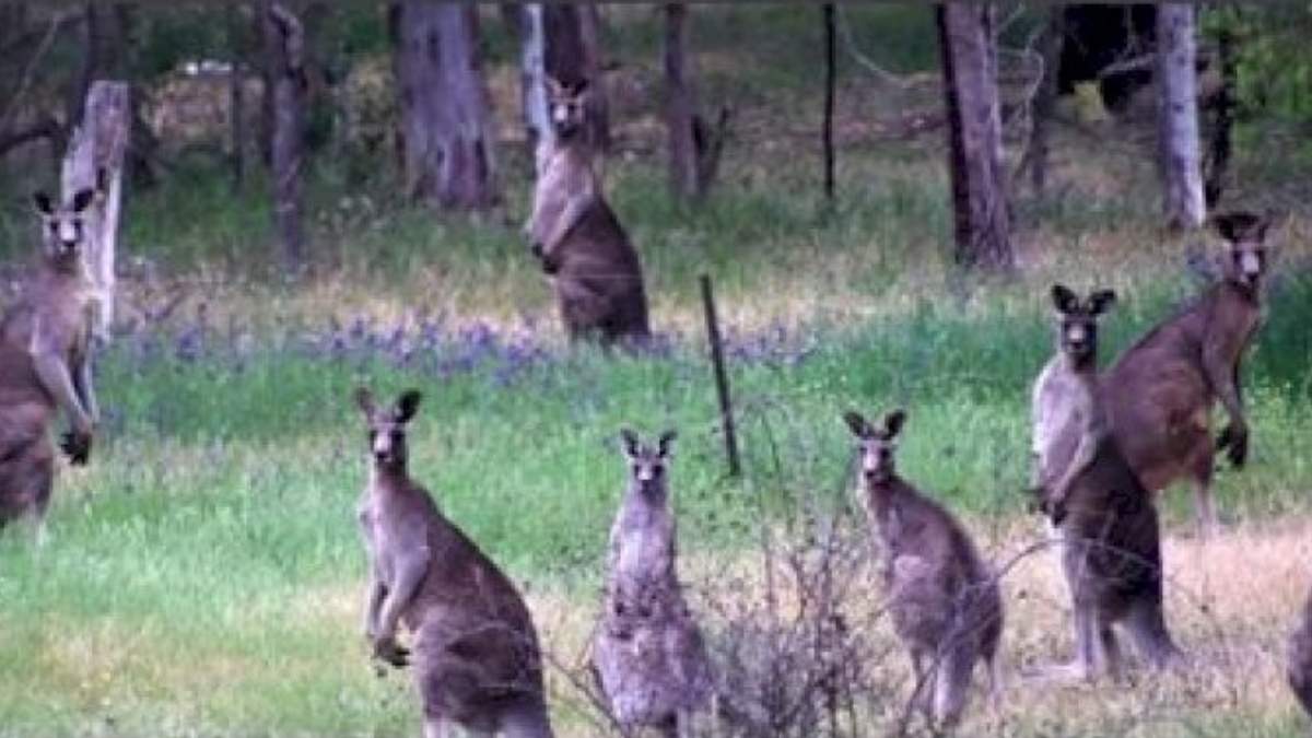 Danger Alert! Can You Spot The Leopard Hiding Among Kangaroos In This Optical Illusion?