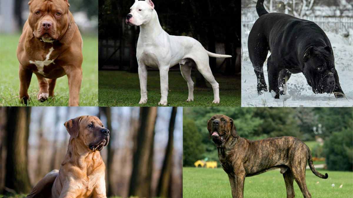 List of top 11 dog breeds banned in India.