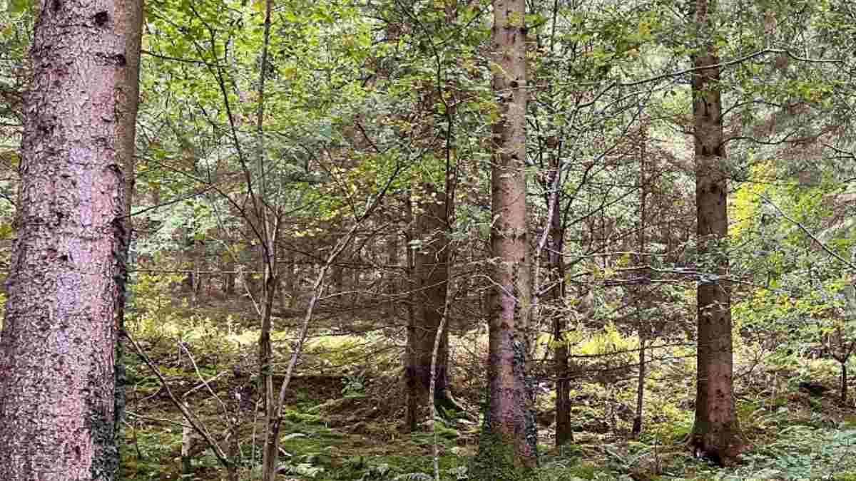 Find The Dog in the Forest Within 15 Seconds