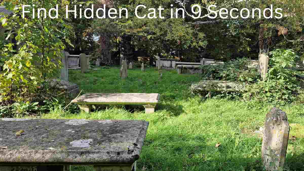 Find Hidden Cat in 9 Seconds
