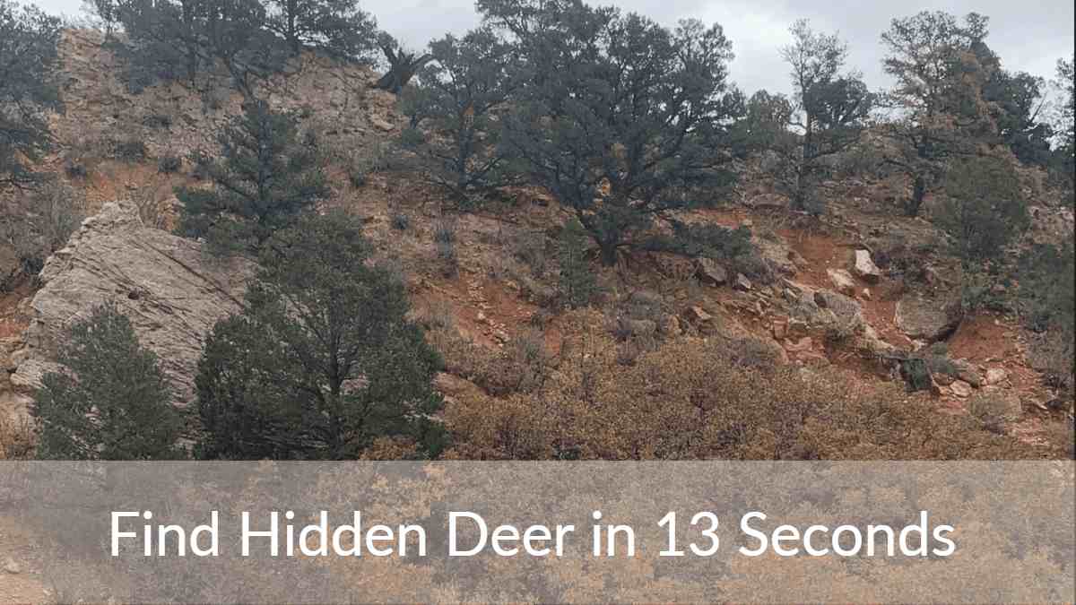 Optical Illusion Find Deer in 13 Seconds