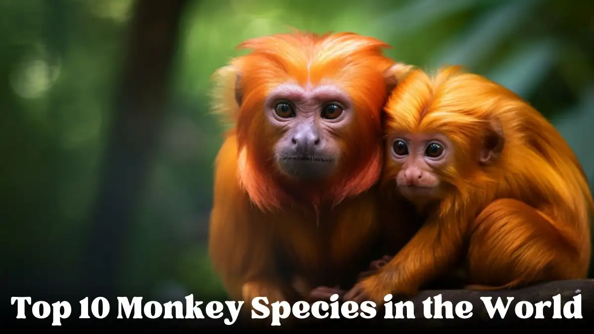 Top 10 Monkey Species in the World That will Awe You
