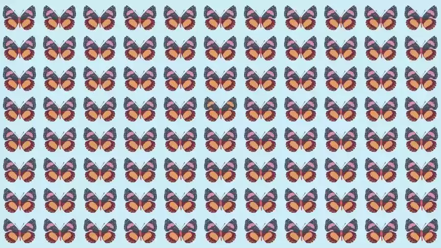 Optical Illusion Brain Test: If you have Eagle Eyes find the Odd Butterfly in 8 Seconds