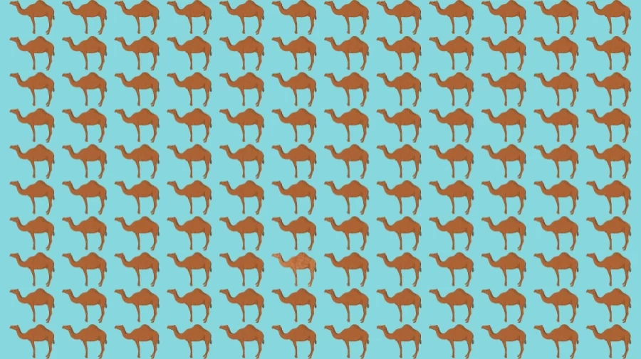 Optical Illusion: Can you find the Odd Camel in 10 Seconds?